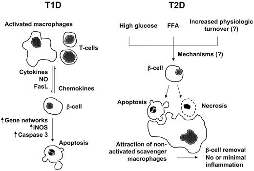 FIG. 5. Overview of the putative sequence of events leading to β-cell death in animal models of type 1 and type 2 diabetes. For additional information on the mechanisms of β-cell apoptosis in type 1 diabetes, see Figs. 1 and 2. T1D, type 1 diabetes; T2D, type 2 diabetes.