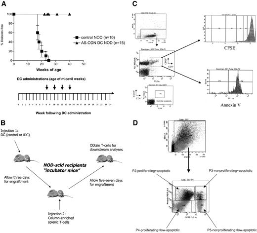 FIG. 1. Differentiation between pro-proliferative or antiapoptotic effects of iDCs on T-cell subsets. A: Frequent iDC administration to pre-diabetic NOD mice completely prevents diabetes. Weekly injections of 2 × 106 iDCs into NOD female recipients beginning at 8 weeks of age for a period of 1 month resulted in all recipients being diabetes free at >32 weeks of age. P < 0.0001 by Kaplan-Meier log-rank analysis. B: Reconstitution of NOD-scid mice with immune cell populations. To determine the effects of the iDCs in vivo, we first injected 1 × 106–2 × 106 dendritic cell embodiments (control dendritic cells or iDCs) into 5- to 8-week-old NOD-scid female mice. In parallel, column-enriched splenic T-cells from age-matched female NOD mice were labeled in culture with CFSE. Three days later, 1 × 107 of the CFSE-labeled column-enriched NOD splenic T-cells were injected into the NOD-scid recipients by tail vein injection. These “incubator mice” were killed 1 week later, and the spleens were collected for T-cell enrichment, processing, and downstream FACS analysis. C: General schema of FACS analysis. This panel describes the strategy for differentiating between proliferation and apoptosis activation in selected T-cell subsets. After staining with fluorescent label–coupled antibodies to CD4 and CD25, cells representing T-cells were first gated (top left panel; P1) on forward and side scatter. CD4+ CD25+ double-positive cells were then isolated inside a new gate (middle left panel; P2). Within this gate, the dilution of CFSE (top right panel) or the level of annexin V (bottom right panel) was ascertained. D: Freshly isolated splenic T-cells from NOD-scid mice reconstituted with dendritic cells and NOD T-cells; gating into proliferative and apoptotic double-positive populations. Freshly isolated splenic T-cells from NOD-scid mice reconstituted with dendritic cells and NOD T-cells as described (top panel; cells selected for subsequent FACS analyses) were assigned into one of four FACS gates based on CFSE dilution and annexin V positivity: P2, proliferating and apoptotic; P3, nonproliferating and apoptotic; P4, proliferating and low apoptotic; and P5, nonproliferating and low apoptotic. Each of these gates was then probed for the analysis presented in E. E: iDCs do not promote discernible proliferation of CD4+ CD25+ T-cells compared with control dendritic cells in vivo. Comparing the CFSE dilution among CD4+ CD25+ T-cells from iDCs and control dendritic cell–preconditioned NOD-scid incubator mice, it is evident that negligible proliferation occurred in vivo. The CFSE dilution reflects the proliferation of the CD4+ CD25+ T-cells inside the NOD-scid incubator mice. CFSE-prelabeled splenic T-cells from incubator NOD-scid mice were processed for annexin V and then stained with fluorescence-coupled antibodies to CD4 and CD25. D shows how the cells were first selected based on annexin V and CFSE characteristics. The quadrants in E illustrate the CD4 CD25 cells within each of the quadrants shown in D (P2–P5). The CFSE dilution histograms in this panel refer to the CD4+ CD25+ double-positive quadrants shown herein. These data are representative of the prevalence of each cell population as observed in freshly isolated T-cells from three different NOD-scid mice (iDC-preconstituted mice n = 3; control dendritic cell–preconstituted mice n = 3).