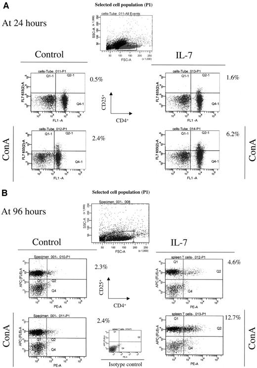 FIG. 2. A: IL-7 promotes survival of CD4+ CD25+ NOD splenic T-cells in vitro. Increased number of CD4+ CD25+ T-cells is observed after a 24-h exposure to 50 ng/ml IL-7 in culture. Freshly isolated splenocytes from 5- to 8-week-old NOD mice were column enriched and cultured in the presence or absence of IL-7, with or without concanavalin A stimulation (5 μg/ml). Twenty-four hours later, the cells were stained with fluorescence-coupled antibodies to CD4 and CD25 and processed for FACS analysis. At the top of the panel, P1 shows the cells selected for FACS analysis based on forward and side scatter properties associated with T-cells. Each of the FACS plots represents CD4 and CD25 cells. These data are representative of four independently performed experiments. B: IL-7 maintains CD4+ CD25+ T-cell numbers at 96 h after exposure in vitro. CD4+ CD25+ cell numbers observed at 24 h after IL-7 exposure were maintained at 96 h in vitro. Freshly isolated splenocytes from 5- to 8-week-old NOD mice were column enriched and cultured in the presence or absence of IL-7, with or without concanavalin A stimulation (5 μg/ml) for 5 days. FACS analysis for cell prevalence was performed identically as above. These data are representative of four independently performed experiments.