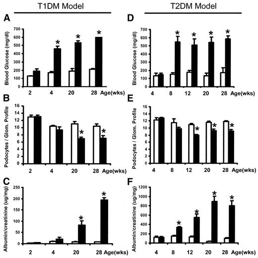 FIG. 1. Serum glucose, podocyte density, and albuminuria in diabetic mouse models. Bars represent means ± SE of measurements of serum glucose (A and D), podocyte number per glomerular section (B and E), and urinary albumin-to-creatinine ratio (μg/mg) (C and F) in nondiabetic control C57BL6/J (□) and type 1 diabetic (T1DM) Akita (▪) mice (A–C) and in nondiabetic control db/m (□) and type 2 diabetic (T2DM) db/db (▪) mice (D–F). Five to 10 mice were analyzed per each genotype of each age-group. *P < 0.05.
