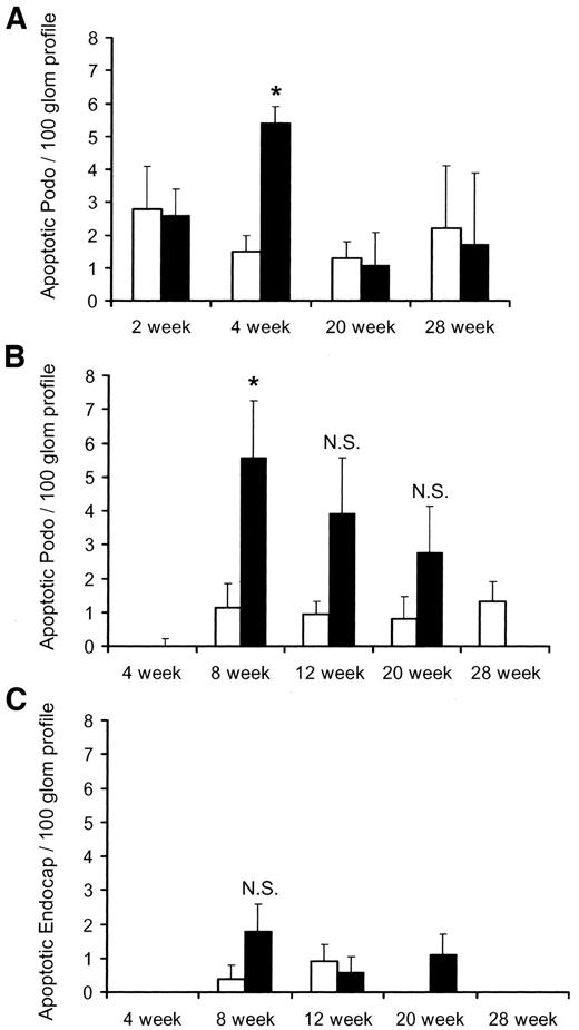 FIG. 2. Quantitative analysis of glomerular apoptosis in diabetic mouse models. A: Bar graphs show the mean number of TUNEL-positive podocytes per glomerular profiles in control C57B6J (□) and diabetic Akita (▪) mice. B and C: The mean number of apoptotic podocytes (B) and endocapillary cells (C) per glomerular cross section in kidneys of db/db (▪) and db/m (□) mice. Five to 10 mice were analyzed per each genotype of each age-group. *P < 0.05. NS, not significant.