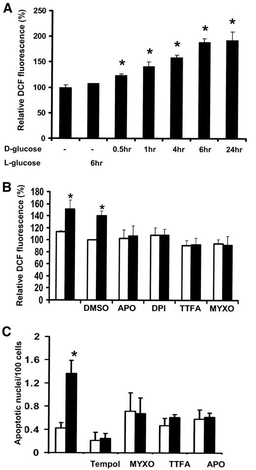 FIG. 4. Podocytes incubated in high-glucose medium generate an increased amount of ROS that is important in the hyperglycemia-induced apoptosis of murine podocytes. A: Intracellular ROS release in podocytes was quantified via the changes of DCF (2′-7′-dichlorodihydrofluorescein) fluorescence incubated in 30 mmol/l glucose for various time periods (0.5–24 h) or in the presence of 30 mmol/l l-glucose for 6 h. B: ROS generation was examined in the presence of inhibitors apocynin (50 μmol/l), DPI (10 μmol/l), TTFA (10 μmol/l), and myxothiazol (3 μmol/l). Cells were incubated for 1 h at 37°C with the above-mentioned inhibitor before stimulation with 30 mmol/l d-glucose for 4 h. C: Podocyte apoptosis was evaluated via DNA condensation on DAPI staining. Podocytes were incubated for 1 h at 37°C with tempol (1 mmol/l), apocynin (50 μmol/l), TTFA (10 μmol/l), and myxothiazol (3 μmol/l) before stimulation with 30 mmol/l d-glucose. □, control; ▪, 30 mmol/l d-glucose. *P < 0.05.