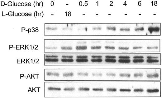 FIG. 5. Activation profiles of signaling mediators induced by hyperglycemia in immortalized murine podocytes. Western blot analysis demonstrates levels of total and phosphorylated p38 and p42/44 MAPK and AKT levels as indicated in total cell protein lysates of conditionally immortalized podocytes after treatment with d-glucose for 30 min and 1, 2, 4, 6, and 18 h or with l-glucose for 18 h.