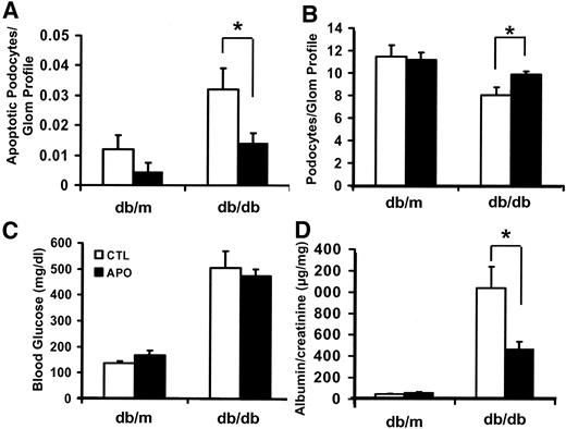 FIG. 6. Apocynin (NADPH oxidase inhibitor) blocks podocyte apoptosis and depletion in db/db diabetic mice. Bars indicate means ± SE of measurements of apoptotic podocytes per glomerular section (A), podocyte numbers per glomerular section (B), blood glucose levels (C), and urinary albumin-to-creatinine ratio (μg/mg) (D) in nondiabetic control db/m and diabetic db/db mice that were either untreated (□) or treated with apocynin in drinking water (▪). Podocyte apoptosis (A) was analyzed at 8 weeks of age; all other measurements were obtained in 20-week-old mice. n = 8 mice/each genotype/each treatment group. *P < 0.05.