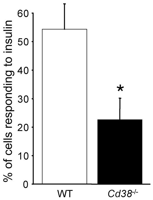 FIG. 2. Cd38−/− β-cells are less responsive to insulin. Quantification of the percentage of cells exhibiting a significant (2 SDs above baseline) Ca2+ response to any concentration of insulin in multiple independent experiments illuminates a signaling defect in Cd38−/− β-cells. *Significant difference from wild-type (WT) control. See Fig. 3 for example traces and number of cells studied.