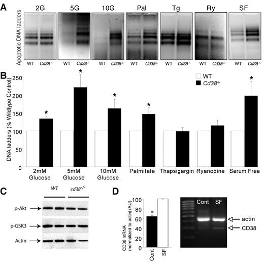 FIG. 4. Cd38−/− islets have increased sensitivity to apoptosis. A: PCR-enhanced DNA ladder analysis of apoptosis in groups of 10 isolated wild-type (WT) or Cd38−/− islets cultured for 5 days in media containing 2 mmol/l glucose (2G; n = 6), 5 mmol/l glucose (5G; n = 8), or 10 mmol/l glucose (10G; n = 8) as indicated. Apoptosis was also assessed in islets cultured at 10 mmol/l glucose (10G) for 3 days with the addition of 250 μmol/l palmitate, 1 μmol/l thapsigargin, or 50 μmol/l ryanodine (n = 8). Apoptosis was also compared in islets cultured for 7 days in serum-free conditions (n = 8). B: Results from the experiments in A are quantified as percentage of DNA laddering in wild-type controls for each condition. *Significant difference compared with islets from wild-type littermate controls under the same treatment conditions. C: Representative Western blot of phosphorylated Akt, phosphorylated glycogen synthase kinase-3 (p-GSK3), and actin (as a loading control) (n = 4) indicate that classical insulin signaling targets are not altered in Cd38−/− islets. D: RT-PCR demonstrates CD38 mRNA is increased in serum-free (SF) conditions compared with control (Cont) (10% fetal bovine serum) (n = 3).