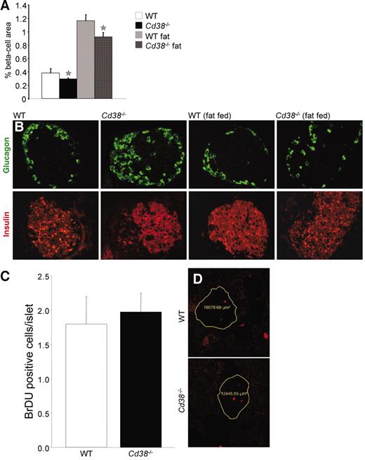 FIG. 5. Reduced β-cell mass and disrupted islet architecture in Cd38−/− mice. A: Differences in β-cell mass, estimated by quantifying the area of insulin-positive β-cells as a percentage of total pancreas area in each pancreatic tissue section, were examined in wild-type (WT) or Cd38−/− mice fed either a normal lab diet or high-fat diet as indicated (wild-type, n = 4; Cd38−/−, n = 4). B: Glucagon immunofluorescence (green) and insulin immunofluorescence (red) of pancreatic islets from wild-type or Cd38−/− mice fed either a normal lab diet or high-fat feed as indicated. C: Fluorescent BrDU labeling on sections from wild-type and Cd38−/− mice were quantified as described in research design and methods (n = 3 mice for each group, and a minimum of 5–11 islets were examined for each mouse). D: Examples of BrDU-labeled islets.