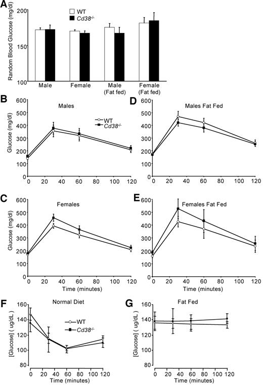 FIG. 7. Effects of CD38 knockout on in vivo glucose homeostasis. A: Random nonfasting blood glucose was measured in male and female mice fed a normal diet or a high-fat diet. B–E: Intraperitoneal glucose tolerance test on equal numbers of wild-type (WT) and Cd38−/− mice of both sexes and diets are shown (males n = 19, females n = 9, male fat fed n = 6, female fat fed n = 4). No significant differences in areas under the curve were seen. Similar results were seen at 12 weeks (after 8 weeks of high-fat diet) and at 6 months (after 5 months of high-fat diet). Insulin tolerance tests on male Cd38−/− mice and their wild-type littermate controls under non–high-fat–fed conditions (F) (n = 6) or after a high-fat diet (G) (wild-type, n = 8; Cd38−/−, n = 4) show normal insulin sensitivity.