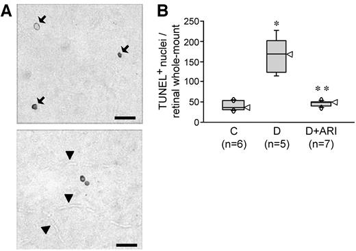 FIG. 3. Effect of ARI-809 on neuronal apoptosis in the retina of diabetic rats. A: In the whole-mounted retina of a diabetic rat, TUNEL-positive nuclei are detected at various stages of chromatin condensation (arrows) and are located in the inner retina but are topographically independent of blood vessels (arrowheads). Bar = 20 μm. B: Counts of TUNEL-positive nonvascular cell nuclei in retinal whole mounts. In boxplots, the bars encompass from the 90th to the 10th percentile of the scores, and the boxes encompass from the 75th to the 25th percentile; arrowheads point to the median. *P = 0.006 vs. control rats; **P = 0.004 vs. untreated diabetic rats. The number of TUNEL-positive nuclei was no longer increased in treated diabetic rats. C, control rats; D, diabetic rats; D+ARI, diabetic rats treated with ARI-809; n, number of rats tested.