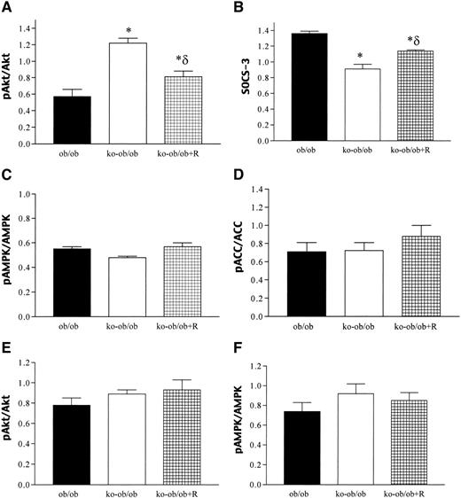 FIG. 4. Immunoblotting of Akt, SOCS-3, AMPK, and ACC in muscle and liver. Data are the means ± SE, n = 4. *P < 0.01 vs. ob/ob mice; δP < 0.05 vs. Rko-ob/ob mice. ko, knockout; R, resistin.