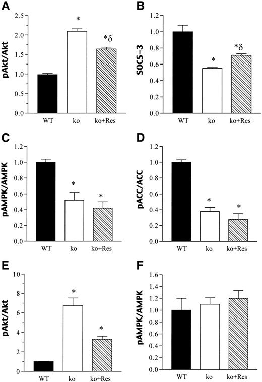 FIG. 6. Immunoblotting of muscle Akt, SOCS-3, AMPK, and ACC (A–D) and liver Akt and AMPK (E and F) in wild-type (WT) and Rko mice treated with vehicle or resistin. Data are the means ± SE, n = 4. *P < 0.01 vs. wild-type mice; δP < 0.05 vs. knockout mice. ko, knockout; R, resistin.