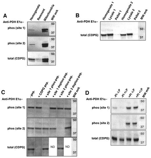 FIG. 1. A: Eight milligrams of rat skeletal muscle homogenate, mitochondria, or cytosolic fraction (remnant; homogenate minus mitochondria) were separated by SDS-PAGE, and dephosphorylated and phosphorylated PDH-E1α were detected by Western blotting using the antibodies described in research design and methods. Because the loading was based on micrograms protein in each fraction, the band intensity is not directly comparable. It can be calculated that the loaded amount of mitochondria originates from 10 times the amount of homogenate loaded. B: Human skeletal muscle homogenate, lysate, and pellet were separated by SDS-PAGE, and dephosphorylated PDH-E1α was detected by Western blotting using the antibody described in research design and methods. The loaded amount of samples originates from a comparable amount of tissue. The numbers 1 and 2 refer to two different preparations. C: Four micrograms of human skeletal muscle lysate protein were separated by SDS-PAGE, and dephosphorylated and phosphorylated PDH-E1α was detected by Western blotting using the antibodies described in research design and methods. The antibody solutions (1 μg/ml) were pretreated for 30 min with 10 μg/ml of the peptide described at the top of the figure or without any peptide (−peptide). ND, not determined. D. Three micrograms of human muscle lysate prepared in the presences or absences of phosphatase inhibitors and/or λ-phosphatase were separated by SDS-PAGE, and dephosphorylated and phosphorylated PDH-E1α was detected by Western blotting using the antibodies described in research design and methods. λP, λ-phosphatase; PI, phosphatase inhibitors. MW mrk, molecular weight markers.