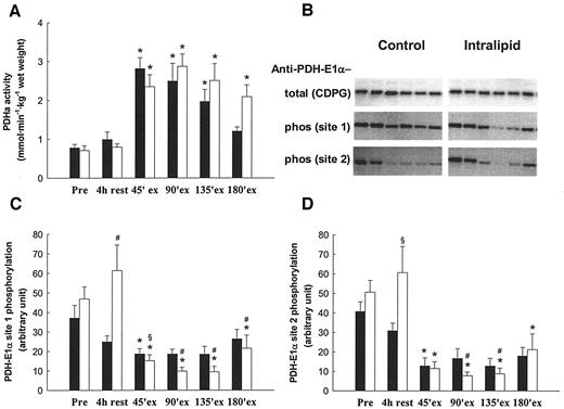 FIG. 3. A: Activity of PDH in the active form (PDHa). B: Representative blot for PDH-1Eα protein and PDH-1Eα site 1 and 2 phosphorylation. PDH-1Eα site 1 phosphorylation (C) and PDH-1Eα site 2 phosphorylation (D) determined in the vastus lateralis muscle before infusion (Pre), at 4 h rest, and at 45, 90, 135, and 180 min of exercise (ex) with saline infusion (control) (▪) and intralipid/heparin infusion (intralipid) (□). Values are means ± SE. *Significantly different from 4 h rest in the same trial; P < 0.05. Significantly different from control at that time point; #P < 0.05 and §0.05 ≤ P < 0.1.