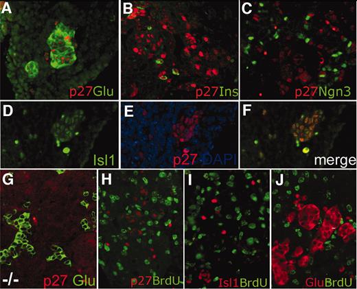 FIG. 1. p27 accumulates in mitotically quiescent, terminally differentiated endocrine cell. A: Immunofluorescence staining shows that p27 (red) is expressed in glucagon-expressing cells (green) at embryonic day 11.5. B: p27 (red) expression in insulin cells (green) at embryonic day 14.5. C: Endocrine precursor cells, marked by Ngn3 (green), do not express p27 (red) at embryonic day 13.5. D–F: Costaining reveals p27 (red) is expressed in all committed endocrine cells, as marked by the transcription factor Isl1 (green) at embryonic day 12.5; nuclei are marked by 4,6-diamidino-2-phenylindole (DAPI) (blue). G: p27 staining was not observed in the pancreas derived from a p27−/− embryo, at embryonic day 14.5 H: p27-expressing cells do not incorporate BrdU (green) at embryonic day 12.5. H and I: Newly differentiated endocrine cells are postmitotic. Isl1 (red) and glucagon-expressing cells (red) do not incorporate BrdU (green) at embryonic day 11.5.