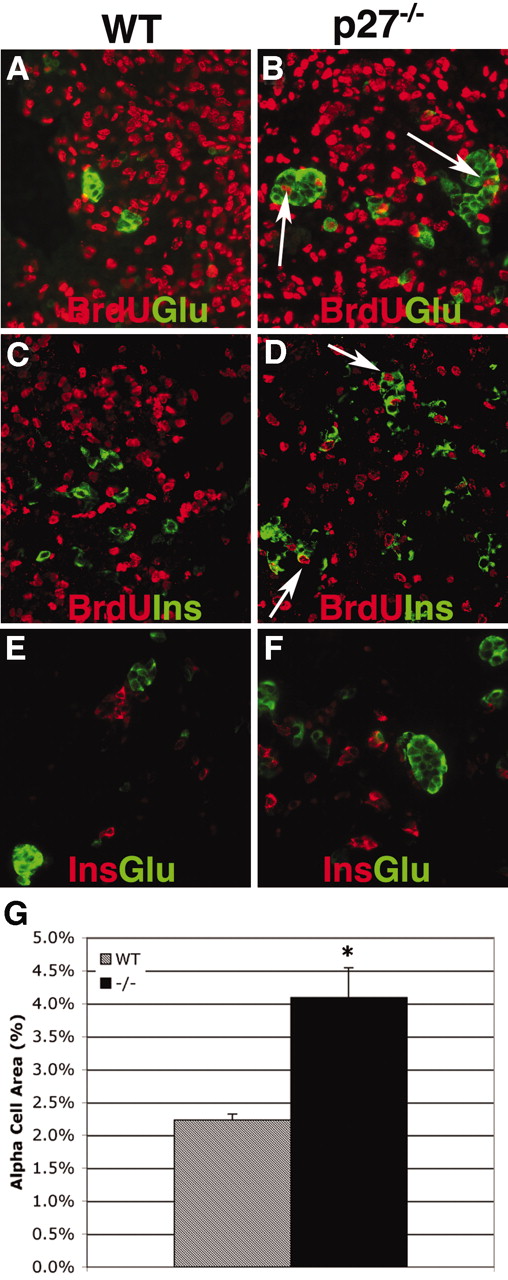 FIG. 2. In the absence of p27, terminally differentiated endocrine cells proliferate. A: In wild-type (WT) animals, glucagon cells (green) do not incorporate BrdU (red). B: Glucagon cells (green) in p27−/− embryos show aberrant incorporation of BrdU (red) at embryonic day 11.5. C: At embryonic day 14.5, insulin cells (green) do not incorporate BrdU (red). D: In p27−/− embryos, insulin cells (green) incorporate BrdU (red). E: Typical numbers of glucagon (green) and insulin (red) cells in embryonic day 15.5 wild-type embryos. F: p27−/− embryos show increased numbers of classically postmitotic endocrine cell types. Insulin (red) and glucagon (green) at embryonic day 14.5. G: Quantification of the glucagon-expressing cell area in wild-type and embryonic day 15.5 p27−/− pancreas.
