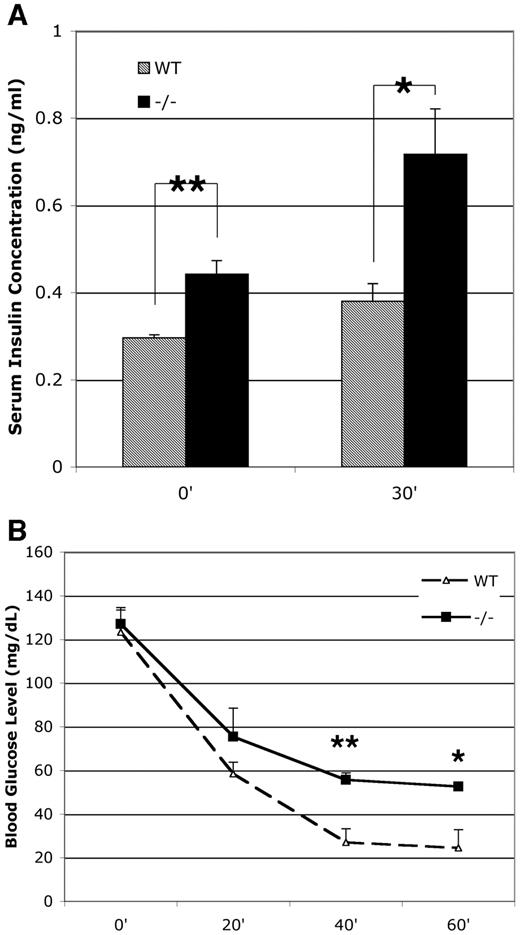 FIG. 5. Elevated plasma insulin levels and decreased insulin tolerance is indicative of decreased insulin sensitivity. A: Serum insulin levels were measured after an injection of 3 g/kg glucose in 10- to 12-week-old overnight-fasted mice. B: Insulin tolerance tests were performed after an injection of 1 IU/kg insulin in animals fasted for 6 h (n = 3 per genotype; data are expressed as means ± SE). *P < 0.05; **P < 0.01.