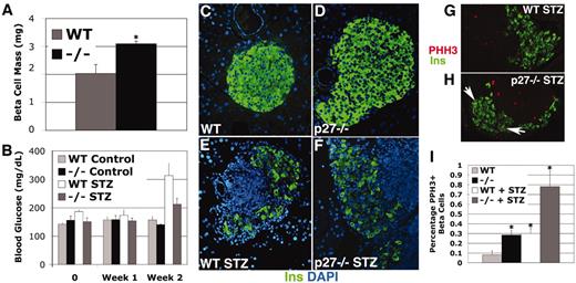 FIG. 6. p27−/− mice have decreased susceptibility to develop STZ-induced diabetes due to enhanced β-cell proliferation. A: β-Cell mass in 16-week-old mice. B: Random-fed blood glucose levels of wild-type and p27−/− animals injected with 90 mg/kg STZ or control citrate buffer (n = 3 per genotype and condition; data are expressed as means ± SE). C and D: Islets from wild-type (WT) (C) and p27−/− (D) mice injected with control citrate buffer mice. Islets from 15-week-old wild-type (E) and p27−/− (F) mice injected with 90 mg/kg STZ at 12 weeks of age. G and H: Representative islets from wild-type (G) and p27−/− (H) mice injected with 90 mg/kg STZ and stained for phosphorylated histone H3 (PHH3; red) and insulin (green). I: β-Cell proliferation as measured by phosphorylated histone H3 staining in animals injected with 90 mg/kg STZ or control citrate buffer. *P < 0.05.