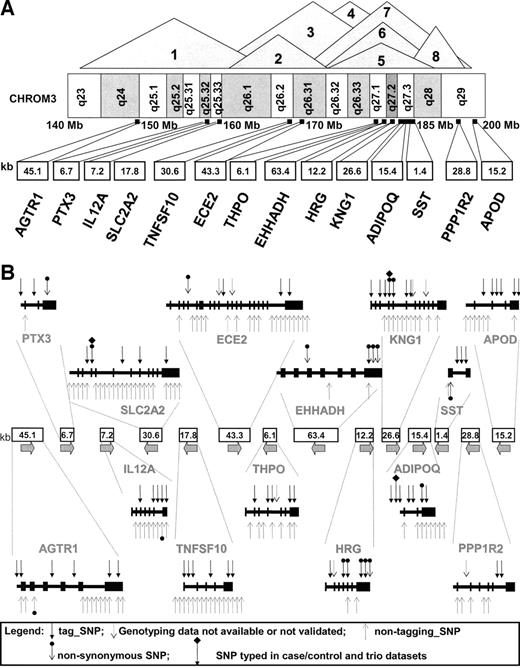 FIG. 1. A: Diagram of the chromosome 3q region. Depicted is the linkage intervals reported in eight different genome scan analyses for phenotypes related to vascular complications, as follows: 1) diabetic nephropathy in type 1 diabetes (ref. 12), 2) diabetic nephropathy in type 2 diabetes (ref. 13), 3) coronary heart disease (ref. 19), 4) obesity (ref. 17), 5) coronary heart disease in type 2 diabetic patients (ref. 18), 6) type 2 diabetes (ref. 16), 7) metabolic syndrome (ref. 15), and 8) renal function in hypertensive patients (ref. 20). The respective positions for the 14 genes selected for this study along the long arm of chromosome 3 are also shown. B: Structure of the 14 candidate genes and results of SNP discovery. The figure shows the respective sizes and orientations of the genes and the positions of the polymorphisms identified after sequencing of the exons and flanking regions in 188 chromosomes. Tag-SNPs and nonsynonymous variants selected for genotyping are shown above and the nontagging SNPs below the gene structure schema. The three markers that met the criteria to be further investigated in the trio dataset are indicated.