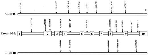 FIG. 3. Variants identified by sequencing the MMP3 gene. Regions that were sequenced include 2,900 bp of the 5′-UTR, all 10 exons and 9 introns, and 2,400 bp of the 3′-UTR. *Base positions are relative to the major transcription start site (Homo sapiens MMP3 gene, complete sequence, accession no. AF405705).