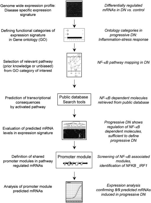 FIG. 1. Flow diagram of the experimental strategy to define the transcriptional regulation in progressive DN via an integrated systems biology approach.