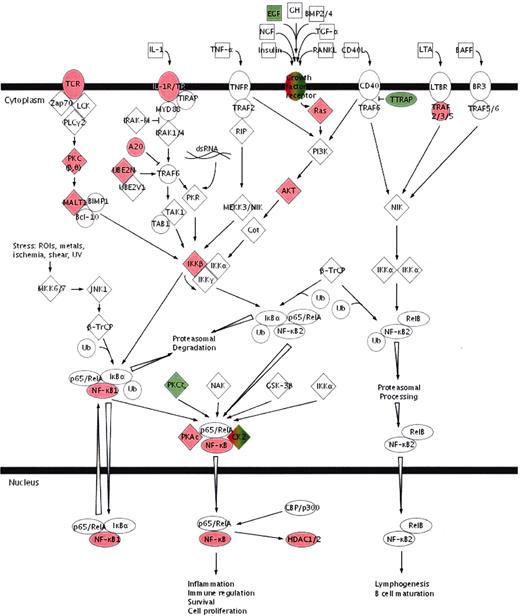FIG. 3. The canonical NF-κB signaling pathway shows a prominent induction in progressive DN. To identify underlying control mechanisms of stress response genes in progressive DN, differentially regulated molecules were categorized into canonical pathways. Starting from 2,738 probe sets regulated between progressive DN and the combined controls (MCD/LD), 1,725 genes could be annotated to biological pathways using the Ingenuity Pathways Knowledge Base. Evaluating the master switch of stress responses, the canonical NF-κB signaling pathway, a differential regulation of 23 of 85 members (27%) in progressive DN compared with none in early DN could be detected. Upregulated genes are marked in red, downregulated genes in green, and green/red symbols correspond to differential regulation of gene isoforms.