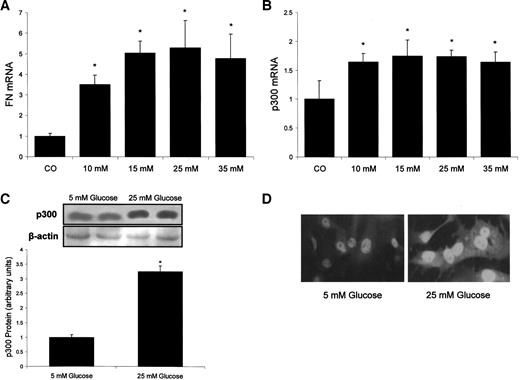 FIG. 1. Dose-dependent upregulation of fibronectin (FN) (A) and p300 mRNA (B) as assessed by real-time RT-PCR. High levels of glucose also increased p300 protein (C) and nuclear immunoreactivity (D). Control (CO) = 5 mmol/l glucose. mRNA levels are expressed as a ratio of target to β-actin (relative to control); the Western blots were analyzed by densitometry. *P < 0.05 compared with controls.