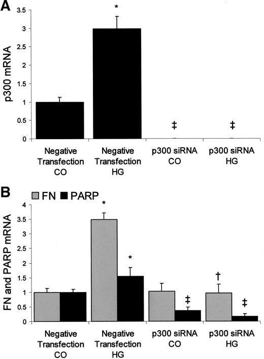 FIG. 3. Effect of p300 gene silencing on endothelial cells showing p300 mRNA and knockdown efficiency (A) and fibronectin (FN) and PARP mRNA levels (B) (high glucose [HG] = 25 mmol/l glucose). *P < 0.05 compared with negative transfection controls (CO); †P < 0.05 compared with negative transfection high glucose; and ‡P < 0.05 compared with negative transfection controls and high glucose.