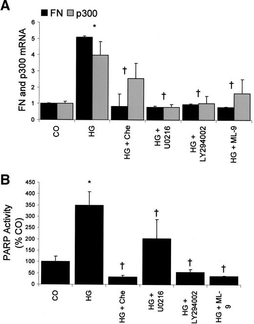 FIG. 5. Role of signaling pathway inhibitors on mRNA expression of fibronectin (FN) and p300 (A) and PARP activity (B). *P < 0.05 compared with controls (CO); †P < 0.05 compared with high glucose (HG).