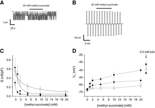FIG. 3. A: Single–KATP channel currents recorded from an inside-out patch at −60 mV from INS-1 cells transfected with wild-type Kir6.2. Methyl succinate (20 mmol/l) was added as indicated. B: Whole-cell currents recorded in the standard whole-cell configuration from INS-1 cells transfected with wild-type Kir6.2. Methyl succinate (20 mmol/l) was added as indicated. C and D: Dependence of KATP conductance (C) and membrane potential (D) on the methyl succinate concentration, recorded from INS-1 cells transfected with wild-type Kir6.2 (▪, n = 7) or Kir6.2-R201H before (•, n = 11) and after (○, n = 7) induction of Kir6.2-R201H with 50 ng/ml tetracycline. The membrane potential in the presence of 0.5 mmol/l tolbutamide is indicated. G, conductance; Vm, membrane potential.