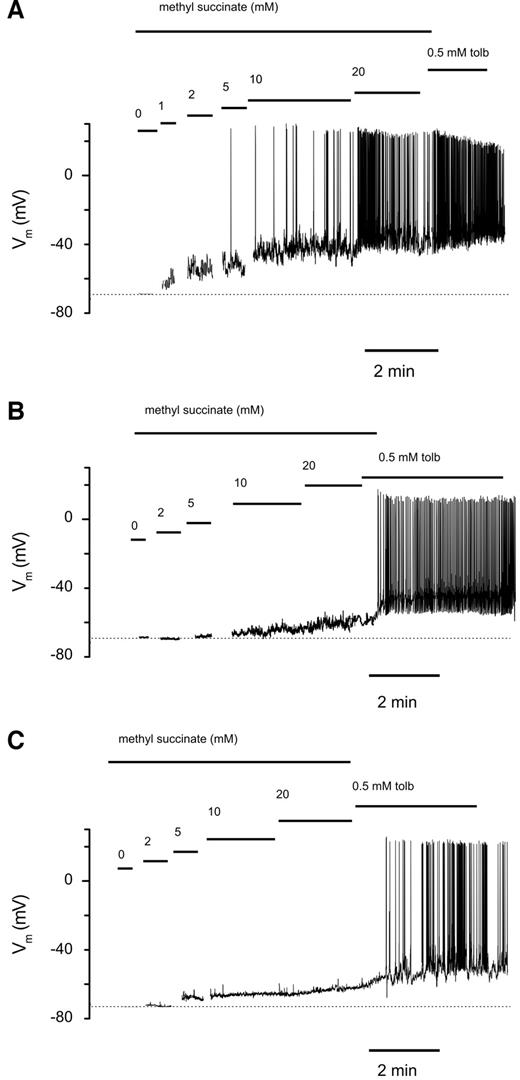 FIG. 4. Representative membrane potential (Vm) recordings from INS-1 cells expressing wild-type (A) or R201H (B) or tetR201H (C) channels. Methyl succinate and tolbutamide (tolb) were added as indicated.