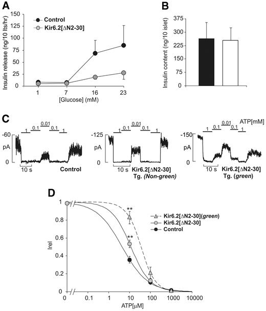 FIG. 4. Cellular basis of insulin secretory failure in adult, glucose-intolerant Kir6.2[ΔN2-30] mice. A: Insulin release was assayed from isolated islets (five islets per well) in triplicate following a 1-h incubation in medium containing varying [glucose] as shown. Control: n = 5–9 mice, aged 4–22 months; transgenic: n = 5–9 mice, aged 4–22 months. Fed blood glucose = 123.4 ± 5.0 mg/dl (control) and 129.6 ± 6.6 mg/dl (transgenic). All mice were fed a normal diet. B: Total insulin content from nondiabetic adult control littermate (n = 8) and transgenic mice (n = 8). ▪, control; □, Kir6.2[ΔN2-30]. C: Representative KATP currents recorded from inside-out membrane patches from pancreatic β-cells isolated from adult, nondiabetic Kir6.2[ΔN2-30] transgenic mice or control littermates. KATP currents were measured at −50 mV in Kint solution and patches were exposed to varying [ATP] as shown. Current trace on the right is from a fluorescing β-cell expressing the GFP-tagged transgene. D: Steady-state dependence of membrane current on [ATP] (relative to current in zero ATP [Irel]) from control (n = 11 patches from three mice) and transgenic (n = all 26 patches from four mice and four green patches from two mice) membrane patches. Data points represent the means ± SE in each case. Fitted lines correspond to least-squares fits of the Hill equation: relative current = 100/(1 + [ATP]/Ki)H, with H (Hill coefficient) free to vary. Mean values were Ki = 4.4 μmol/l (control), 11.7 μmol/l (Kir6.2[ΔN2-30] transgenic), and 33.4 μmol/l (Kir6.2[ΔN2–30] transgenic [green]), and H = 0.7 (control), 1.0 (Kir6.2[ΔN2-30] transgenic), and 1.3 for (Kir6.2[ΔN2-30] transgenic [green]). **P < 0.01, unpaired Student’s t test.