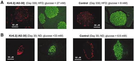 FIG. 6. Histological analysis of pancreatic islets from Kir6.2[ΔN2-30] and control mice. A: Immunostaining of pancreatic sections from an adult glucose-intolerant Kir6.2[ΔN2-30] mouse (left) and control littermate (right) on an HFD. Immunofluorescence with the anti-glucagon antibody is shown in red and staining with the anti-insulin antibody in green. B: Immunostaining of consecutive pancreatic sections from a spontaneously diabetic mouse (day 30) with an anti-glucagon (red) or anti-insulin antibody (green). Fed blood glucose 120 mg/dl (control) and >600 mg/dl (Kir6.2[ΔN2-30]). Mice were on a normal diet. Magnification: ×20, left panels; ×40, right panels.