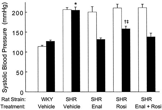 FIG. 2. Elevated SBP in SHRs is significantly reduced by a 3-week treatment with enalapril (Enal) and/or rosiglitazone (Rosi). SBP was measured with a tail cuff before (□) and after (▪) daily drug therapy for 3 weeks as described in research design and methods. SBP was higher in vehicle-treated SHRs than in WKY (*P < 0.0005). Treatment of SHRs with enalapril alone or enalapril plus rosiglitazone completely normalized SBP (vs. WKY treated with vehicle, P > 0.22). Treatment of SHRs with rosiglitazone alone also caused significant and substantial reduction in SBP (vs. SHRs treated with vehicle, †P < 0.004). However, reduction in SBP in response to rosiglitazone treatment of SHRs was not as substantial as that caused by enalapril (‡P < 0.03). Values shown are means ± SE of five independent experiments for each group of animals.
