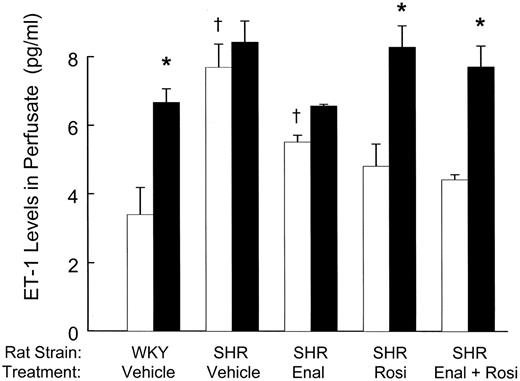 FIG. 5. Insulin-stimulated secretion of ET-1 in SHRs normalizes after treatment with rosiglitazone. Perfusates from MVBs of WKY and SHRs treated for 3 weeks with the indicated drugs were collected before (□) and after (▪) treatment with insulin (100 nmol/l, 1 h) as described in research design and methods. When compared with results obtained from WKY, basal ET-1 levels were elevated in perfusates from SHRs treated with vehicle (†P < 0.002) and SHRs treated with enalapril (Enal) (††P < 0.03). By contrast, basal levels of ET-1 in SHRs treated with rosiglitazone (Rosi) or combination therapy (Enal plus Rosi) were similar to basal levels of ET-1 in WKY treated with vehicle (P > 0.12). Insulin treatment resulted in a significant increase of ET-1 levels in perfusate from MVBs of WKY rats (vs. basal, *P < 0.002). By contrast, insulin did not stimulate a further significant increase in ET-1 levels in the perfusate of MVBs over the already elevated basal levels present in either SHRs treated with vehicle (P > 0.28) or SHRs treated with enalapril (P > 0.08). Importantly, the ability of insulin to stimulate significant increases in ET-1 levels in perfusate from MVBs of SHRs was restored after a 3-week treatment with either rosiglitazone alone (**P < 0.01) or rosiglitazone combined with enalapril (*P < 0.002). Results are the means ± SE for six independent experiments repeated in duplicate.