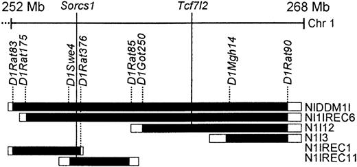 FIG. 1. Congenic strains within Niddm1i. The filled bars designate known homozygous GK segments; the open ends designate intervals containing the recombinant end points. The positions of the genes Sorcs1 and Tcf7l2 are indicated. The locations of markers and genes were taken from Ensembl Rattus Norvegicus version 40.34j based on RGSC 3.4 (available from http://www.ensembl.org) determined according to release 33.34c from ENSEMBL, based on NCBI assembly 3.4 of the rat genome. The figure is drawn to scale. Chr, chromosome.