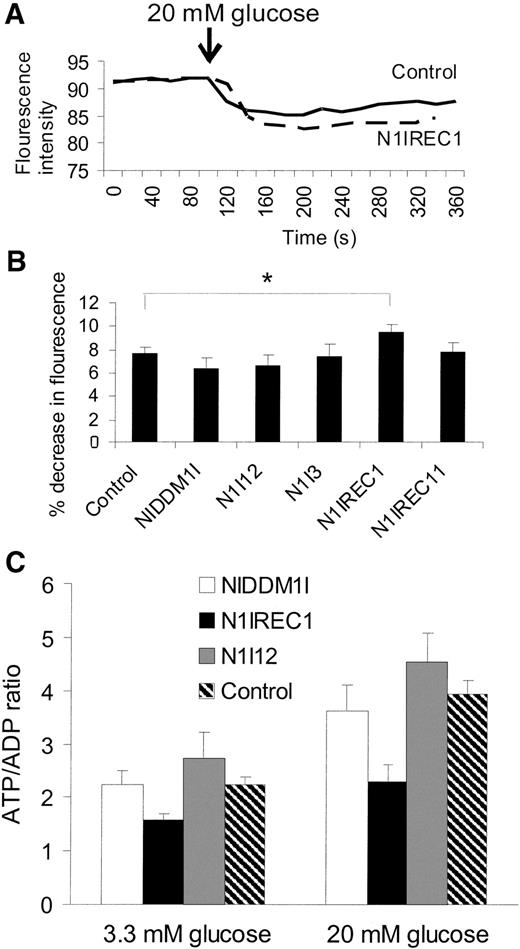 FIG. 3. Mitochondrial membrane potential and ATP production. A: Time-lapse images of Rh123 fluorescence intensity (arbitrary units) in a single control (solid line) and N1IREC1 (dashed line) islet. Before the experiment, islets were incubated in 13 μmol/l Rh123 and 1.0 mmol/l glucose, followed by stimulation with 20 mmol/l glucose, as indicated. A decrease in fluorescence intensity reflects mitochondrial hyperpolarization. B: Average percent decrease in Rh123 fluorescence on elevation of the glucose concentration from 1.0 to 20 mmol/l. Data are the mean values ± SE in 46 control islets, 19 NIDDM1I islets, 6 N1I12 islets, 15 N1I3 islets, 12 N1IREC1 islets, and 15 N1IREC11 islets. *P < 0.05. C: ATP-to-ADP ratio in islets after incubation in 3.3 or 20 mmol/l glucose. Data are the mean values ± SE in four to five experiments (= animals)/strain. **P < 0.01.