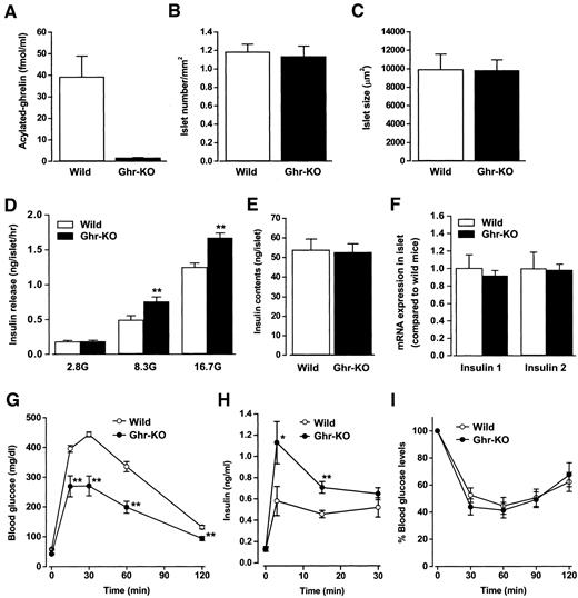 FIG. 4. Ghrelin knockout (Ghr-KO) mice display increased insulin and decreased glucose levels. A: Acylated ghrelin was not detected in the plasma of male ghrelin knockout mice (n = 6). B and C: The number of islets (B) in an area unit (1 mm2, n = 8 slices from three mice) and the size of islets (μm2, n = 50–51 islets) (C) on pancreatic sections were not significantly different between wild-type (Wild) and ghrelin knockout mice at 8 weeks of age. D: Glucose (8.3 and 16.7 mmol/l)-induced insulin release was enhanced in ghrelin knockout mouse islets (n = 9–12). **P < 0.01 vs. wild-type mice. E and F: Islet insulin (E) contents (n = 12) and mRNAs expressions (F) of insulin 1 and 2 (n = 4–5) were not different between wild-type and ghrelin knockout mice. In GTTs (glucose 2 g/kg i.p.), male ghrelin knockout mice exhibited attenuated elevations of blood glucose (G) and enhanced elevations of insulin levels (H) in comparison to wild-type mice (n = 9–10). *P < 0.05; **P < 0.01 vs. wild-type mice. I: Profiles of blood glucose levels during the ITT (insulin 0.75 units/kg i.p.) did not differ between ghrelin knockout and wild-type mice (n = 12–15). G, glucose.