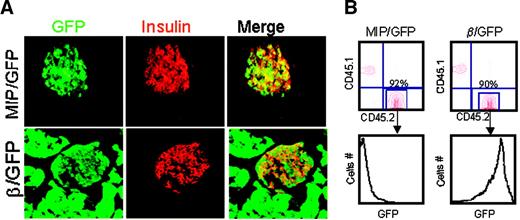 FIG. 1. Hematopoietic reconstitution in peripheral blood of bone marrow–transplanted mice. A: Double staining of GFP (green) and insulin (red) in pancreatic sections (10 μm) from MIP/GFP and β/GFP transgenic mice showing cellular colocalization (Merge) of GFP and insulin signals. Images were acquired using conventional fluorescence (upper panels) and confocal (lower panels) microscopy. Magnification: ×200. B: Contribution of transplanted MIP/GFP and β/GFP bone marrow cells (CD45.2) to blood cell reconstitution in irradiated wild-type recipient mice (CD45.1) 6 weeks after transplantation. Also shown is the absence of GFP expression in CD45.2 blood cells derived from MIP/GFP bone marrow cells and the ubiquitous GFP expression in CD45.2 blood cells in mice transplanted with β/GFP bone marrow cells. Results are representative of analyses performed in 21 mice for each transgenic mouse strain in three independent experiments.