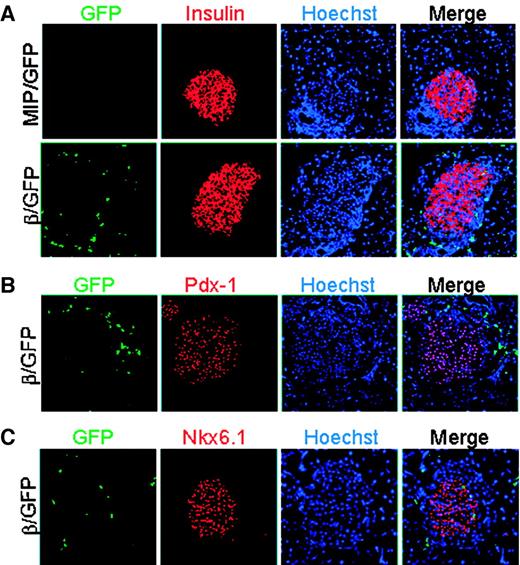FIG. 2. Pancreatic engraftment of bone marrow–derived GFP+ cells in nondiabetic mice. A: Triple analysis of GFP (green), insulin (red), and Hoechst 33442 (blue-nuclear stain) staining of pancreatic sections from nondiabetic mice transplanted with MIP/GFP and β/GFP transgenic bone marrow cells. B and C: Triple analysis of pancreatic sections in β/GFP bone marrow–transplanted mice of GFP, Pdx-1, and Hoechst 33442 (B) or GFP, Nkx6.1, and Hoechst 33442 (C). For all datasets, sections are from representative mice out of 14 mice transplanted with MIP/GFP and 14 with β/GFP bone marrow cells. Images were acquired using fluorescence microscopy. Magnification: ×200.