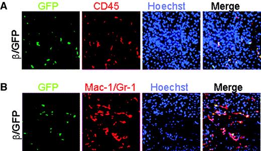 FIG. 3. Hematopoietic engraftment of bone marrow–derived GFP+ cells in nondiabetic mice. Triple analysis of pancreatic sections in β/GFP bone marrow–transplanted mice of GFP, CD45, and Hoechst 33442 (A) or GFP, Mac-1/Gr-1, and Hoechst 33442 (B). Images were acquired using fluorescence microscopy. Magnification: ×200.
