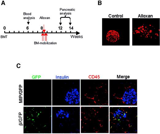 FIG. 4. Pancreatic engraftment of cytokine-mobilized bone marrow cells in mice with alloxan-induced diabetes. A: Experimental design. Lethally irradiated wild-type (CD45.1) mice were transplanted with bone marrow cells from MIP/GFP or β/GFP transgenic (both CD45.2) mice (time 0). Analysis of contribution of transplanted bone marrow cells to peripheral blood of recipient mice was performed at week 6. Arrows indicate time points for cytokine treatment to promote bone marrow mobilization and for alloxan treatment to induce diabetes. Mice were killed and pancreatic sections were prepared for analysis 4–6 weeks after alloxan treatment (12–14 weeks posttransplantation). B: Insulin immunoreactivity (red) of pancreatic islets from untreated control and alloxan-treated mice, demonstrating typical alloxan-induced reduction in the number of insulin-expressing β-cells. C: Triple analysis of pancreatic sections for GFP (green), insulin (blue), and CD45 (red) in alloxan-treated mice transplanted with MIP/GFP or β/GFP transgenic bone marrow cells. Sections are representative for data obtained in 21 MIP/GFP (three experiments) and 21 β/GFP (three experiments) bone marrow–transplanted mice. Images were acquired using fluorescence microscopy. Magnification: ×200.