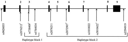 FIG. 3. Schematic presentation of the adiponutrin (ADPN) gene and the SNPs genotyped in this study. ▪, the nine exons. Two blocks were constructed in the haplotype analysis, indicated below the rs numbers (NCBI SNP indentification numbers) . *Predicted tagSNPs using the Tagger program (Paul de Bakker; http://www.broad.mit.edu/mpg/tagger/).