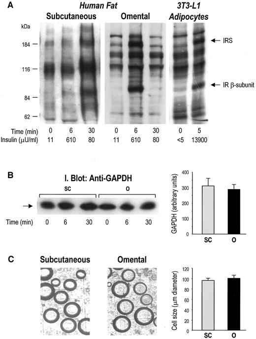 FIG. 1. A: Activation of insulin signaling in human adipose tissue in vivo. One subject undergoing elective surgery was stimulated with 0.1 unit/kg insulin as an intravenous bolus injection. Subcutaneous and omental fat biopsies were obtained at baseline and 6 and 30 min following insulin injection. Fat protein extracts were analyzed by immunoblotting with anti-phosphotyrosine antibodies, as described in research design and methods. For comparison, a phosphotyrosine immunoblot of proteins from basal and insulin-stimulated 3T3-L1 adipocytes is shown (right panel). Insulin concentrations (in μU/ml) in the serum of the subject during the experimental procedure and in the culture medium of basal and insulin-stimulated 3T3-L1 adipocytes, respectively, are indicated. B: Adipocyte cell size analysis. Cell diameter of isolated subcutaneous (SC) and omental (O) adipocytes was determined with Scion software. A representative digital image (left) and quantitation of cell diameter from three experiments (right) are shown. C: GAPDH total protein content in human subcutaneous (SC) and omental (O) fat. Solubilized adipose tissue proteins were analyzed by immunoblotting with anti-GAPDH antibodies. A representative experiment (left) and the quantitation of results from four experimental subjects (right) are shown.