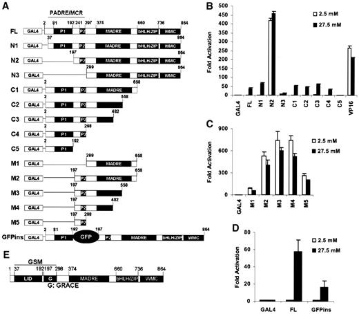 FIG. 2. Structure-function relationship of ChREBP. A: Schematic representation (not to scale) of the deletion constructs in pGAMPAC in reference to current domain definition of WBSCR14. B–D: pG5-luc and pRL-TK were cotransfected with indicated plasmids into 832/13 cells that were treated with 2.5 or 27.5 mmol/l glucose for 24 h and assayed for luciferase activity. E: Schematic representation of GSM.