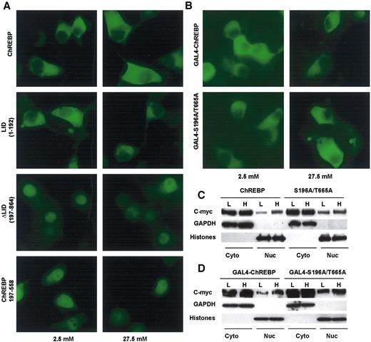 FIG. 5. Glucose responsiveness of ChREBP is independent of subcellular translocation of ChREBP. A and B: Specified proteins were cloned into pBpCWGFP. 832/13 cells transfected with these constructs were treated with 2.5 or 27.5 mmol/l glucose for 6 h and examined for fluorescence microscopy. C and D: Western blots of c-myc–tagged ChREBP, S196A/T665A mutant (C), GAL4-ChREBP, and GAL4-S196A/T665A (D) in cytosolic (Cyto) and nuclear (Nuc) fraction with low- (2.5 mmol/l, L) or high- (27.5 mmol/l, H) glucose treatment. These proteins were expressed with stably infected retrovirus. Infected cells were exposed to the appropriate glucose medium for 6 h before subcellular fractionation.