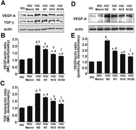 FIG. 8. A–E: Immunoblot analysis. A: Immunoblots for VEGF-A, TGF-β, and actin are shown. In each lane, 20 mg protein obtained from mouse mesangial cells was loaded. Each band was scanned and subjected to densitometry. B: Intensities of VEGF-A protein relative to actin are shown. *P < 0.05 vs. NG/N0; #P < 0.001 vs. NG; ‡P < 0.001 vs. HG/N1. $P < 0.001 vs. NG/Manni. C: Intensities of TGF-β protein relative to actin are shown. *P < 0.005 vs. HG/N0; #P < 0.001 vs. NG; ‡P < 0.001 vs. HG/N1; $P < 0.001 vs. NG/Manni. D: Immunoblots for VEGF-A and actin are shown. In each lane, 20 μg protein obtained from mouse podocyte culture was loaded. Each band was scanned and subjected to densitometry. E: Intensities of VEGF-A protein relative to actin are shown. *P < 0.005 vs. HG/N0; #P < 0.05 vs. NG or NG/Manni; ‡P < 0.005 vs. HG/N1. n = 5 for each group. Each column consists of means ± SE. MC, mesangial cells; NG, normal d-glucose (5.5 mmol/l); NG/Manni, normal d-glucose plus d-mannitol (19.5 mmol/l); HG/N0, high d-glucose (25 mmol/l); HG/N1, high d-glucose plus 1 mg/ml NM-3; HG/N10, high d-glucose plus 10 mg/ml NM-3; HG/N100, high d-glucose plus 100 mg/ml NM-3.