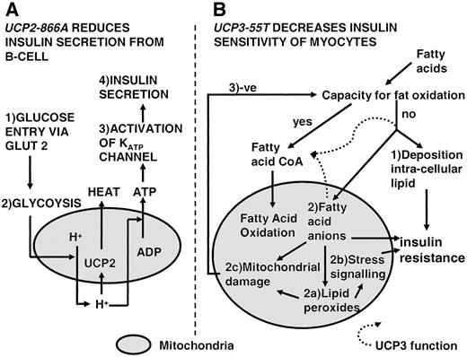 FIG. 5. Mechanism of action of UCP2-UCP3 gene cluster variants. A: UCP2-866A increases transcription in the β-cell, reducing the production of ATP from glucose metabolism (1 and 2), reducing potassium influx (3) and insulin secretion (4). B: UCP3-55T acts through fatty acid metabolism. UCP3 function protects the myocyte from the adverse consequences of fatty acid oversupply (1 and 2) by removing fatty acid anions from mitochondria and maintaining fatty acid oxidative capacity. Impaired function exposes the myocyte to deleterious effects of prolonged exposure of mitochondria to fatty acid anions (2a–2c) with further impairment of fatty acid oxidation (3) and worsening of fatty acid oversupply.