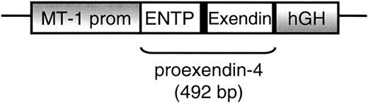FIG. 1. MT-Exendin transgene structure. The Heloderma suspectum proexendin-4 cDNA (492 bp) was cloned into the pEV142 expression vector, downstream of the mouse metallothionein-1 promoter (MT-1) and upstream of 3′-flanking sequences from the human growth hormone (hGH) gene (11).