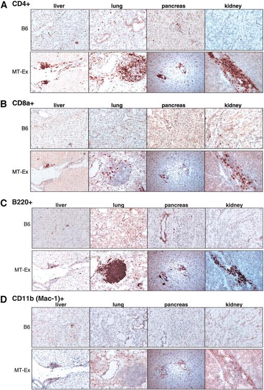 FIG. 3. MT-Exendin tissues have greater numbers of infiltrating T-cells, B-cells, and macrophages relative to control mice. Representative photomicrographs of tissues from 3-month-old L19 MT-Exendin (MT-Ex) and C57BL/6 (B6) wild-type control female mice stained with monoclonal antibodies specific for CD4+ (A) and CD8a+ (B) T-cells, B220+ B-cells (C), or CD11b (Mac-1)+ (macrophage) cells (D). Original magnification ×20.