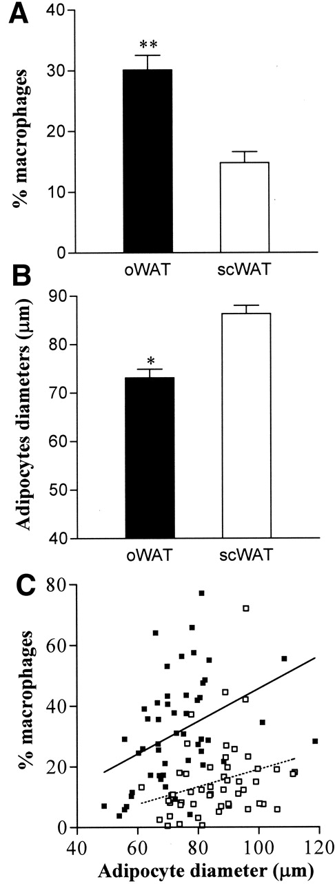 FIG. 2. Percentage of macrophage infiltration (A) and adipocyte diameter (B) in omental WAT (▪) and subcutaneous WAT (□). Data are the means ± SE. *P < 0.01; **P < 0.001. C: Correlations between the percentage of macrophage infiltration and adipocyte diameter in omental WAT (▪) and subcutaneous WAT (□). Lines are linear regressions in omental WAT (solid line) and in subcutaneous WAT (dotted line). oWAT, omental WAT; scWAT, subcutaneous WAT.